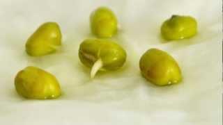 [Time-Lapse] Mung Bean Germination