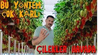 Topraksız Çilek Mucizesi