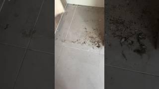 Hard floor grout clean and buff completed #FollowForMore#FollowMe#FollowBack##FollowForMore#FollowMe