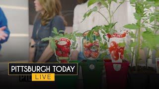 Garden guru Doug Oster shares tips for growing tomatoes
