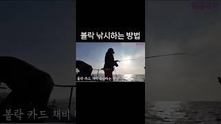 #낚시 #fishing #볼락낚시