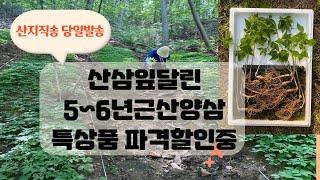 당일채심 산지직송  산삼잎달린 산양산삼가격 특상품 대사이즈  5년근산양삼 6년근산양삼 10뿌리 강원도 삼순이네 산삼농장에서 보내드립니다