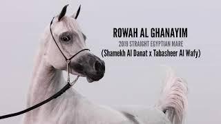 A wonderful Straight Egyptian grey mare, ROWAH AL GHANAYIM