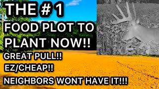 THE #1 FOOD PLOT TO PLANT RIGHT NOW TO PULL BIG BUCKS!!!