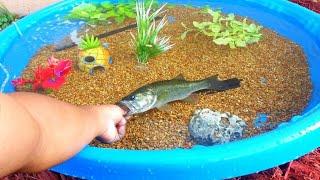 DIY HOMEMADE POOL FISH POND Aquarium!