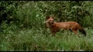 Dholes whistle