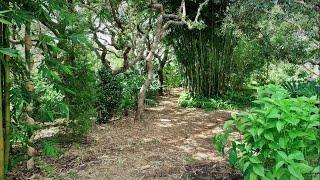 Half Acre Food Forest Tour/Update: Can Swales Work In Florida?