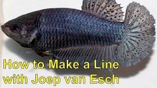 Betta Selective Breeding with Joep van Esch: How to make a line