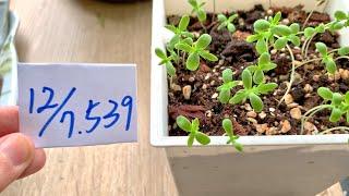 【植栽539】12月7日(六)茼蒿穩定長大中間開始有鋸齒狀的葉子出現！