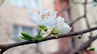 8 mart... Yaşama emek veren tüm cesur kadınların ellerinden yüreklerinden öperim...