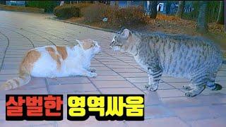 길고양이의 살벌한 영역싸움, cat fight, cat turf war, 고양이 영역싸움 울음소리