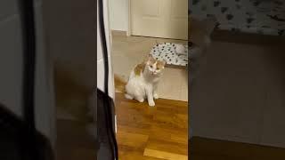 I made licking sounds to annoy my cat