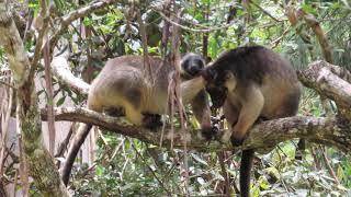 Lumholtz's Tree-kangaroos, grooming