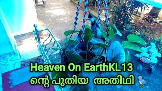 Heaven on Earth KL13 ന്റെ പുതിയ അതിഥി /Bird building nest