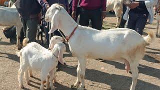 Dewas Bakra Mandi live update 12 December 2024