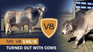 +Mr. V8 146/8 "Sloan" Brahman Bull Turned Out On Pasture at V8 Ranch