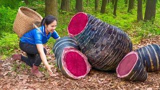 How to Harvesting Giant LAVA TARO & Go to Market Sell | Building a life after hurricane