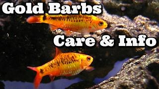 Gold Barb Care and Information   Golden Barbs