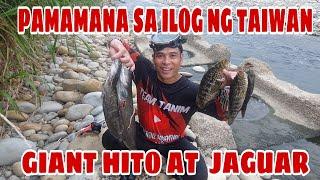 Pamamana sa Ilog Dito sa TAIWAN, Mga Naglalakihang Hito at Jaguar ang aming Nahuli. [ CATCH N  COOK]