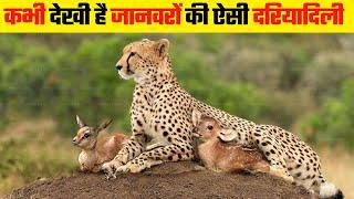 जब खूंखार जानवरों ने अपने दुश्मनों को लिया गोद |  Animals Adopting Other Animal Species