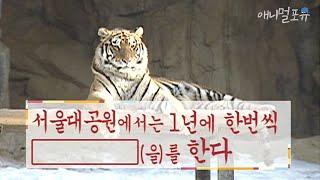 시청자 요청  서울대공원에서는 1년에 한번씩 【　      　】를 한다 ｜KBS 애니멀 스펀지 040117 방송