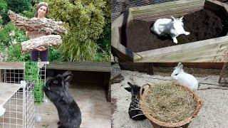 Rabbit Enrichment Ideas