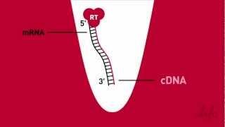 Simplified RT -- Reverse Transcription Animation