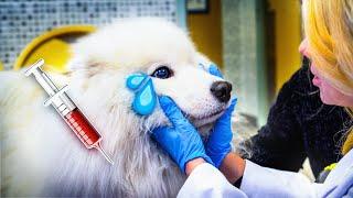 What They Say: DOGS AT THE VET  | Zoo Crew