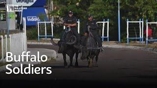 Police patrol Brazil island on water buffalos