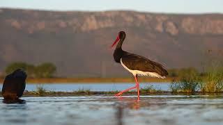 Black Stork considered a VULNERABLE species in South Africa