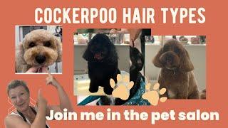 Cockerpoo hair types - join me in the salon