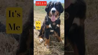 HELLO it's me - BENNO #Puppie #bernesepuppy #fluffy #cute