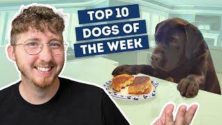 Did He Steal the Grilled Cheese??? | Top 10 Dogs of the Week!