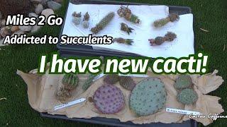 I Have New Cactus! | Addicted to Succulents | Miles To Go