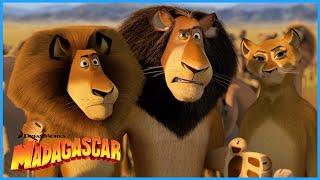 Alex Meets his Family | DreamWorks Madagascar