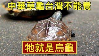 中華草龜台灣不能飼養好可愛啊！|【雙Q烏龜成長日記】