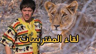 أخيرا! اللحظة التي طال انتظارها - Finding the Lion in Chad 