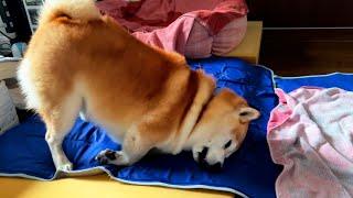 Shibe gets soaked in the floodwaters and goes on a rampage inside the cooling mat in anger