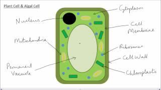 Animal & Plant Cells | GCSE Science | Biology | Get To Know Science