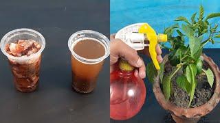 How to make liquid fertilizer with Onion peel and Tea leaves at home