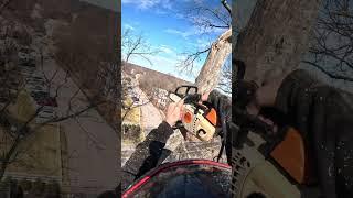 SEND IT!! Spear cut tree top—sticks in ground #arblife #treeclimber #arborist #climbingarborist