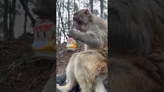 Monkey drinking​​​​​​​​​ through hose #shorts