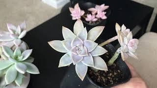 Graptopetalum, Graptoveria and Graptosedum Collection December 2019