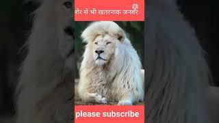 #shorts#amazing #शेर से भी खतरनाक जनवर#viral video