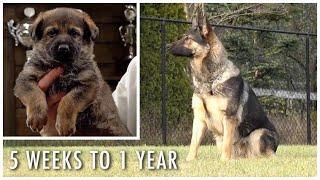 Five Weeks to One Year Old! | Kraftwerk K9 German Shepherds