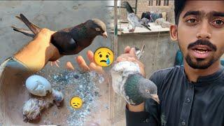 Golden Kabootar Kisi Na Pkar Lia || Baby Pigeon Egg Sa Nikalta Hi Mar Gea. #itspigeonlover