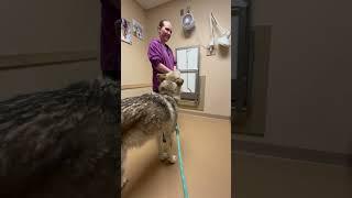 New Rescue Wolfdog Goes to The Veterinarian for Vaccines #shorts #shortsfeed #shortsvideo #wolfdogs