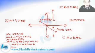 Lessons And 3D Anatomy Software: Introduction To Neuroanatomy