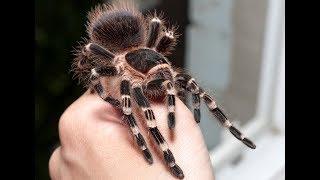 Acanthoscurria geniculata MY Tarantula Multing / Ptasznik białokolanowy wylinka