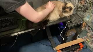 Introducing the catpad - a new type of mousepad